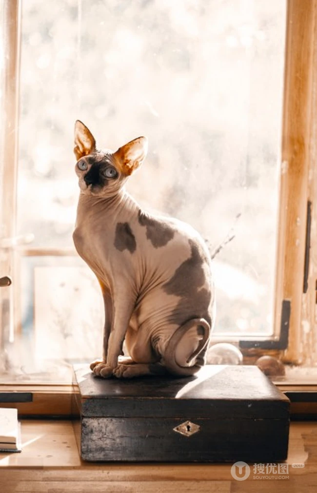 无毛猫，看起来很凶，但性情温顺的加拿大无毛猫图片 第8张