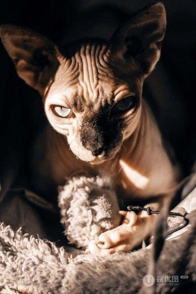 无毛猫，看起来很凶，但性情温顺的加拿大无毛猫图片 第9张