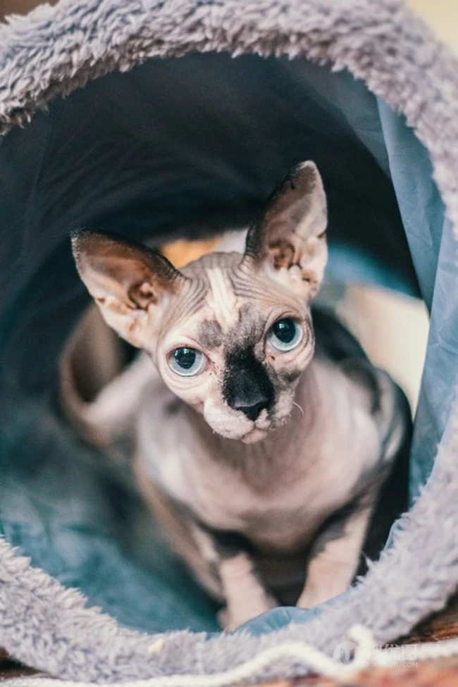 无毛猫，看起来很凶，但性情温顺的加拿大无毛猫图片 第7张