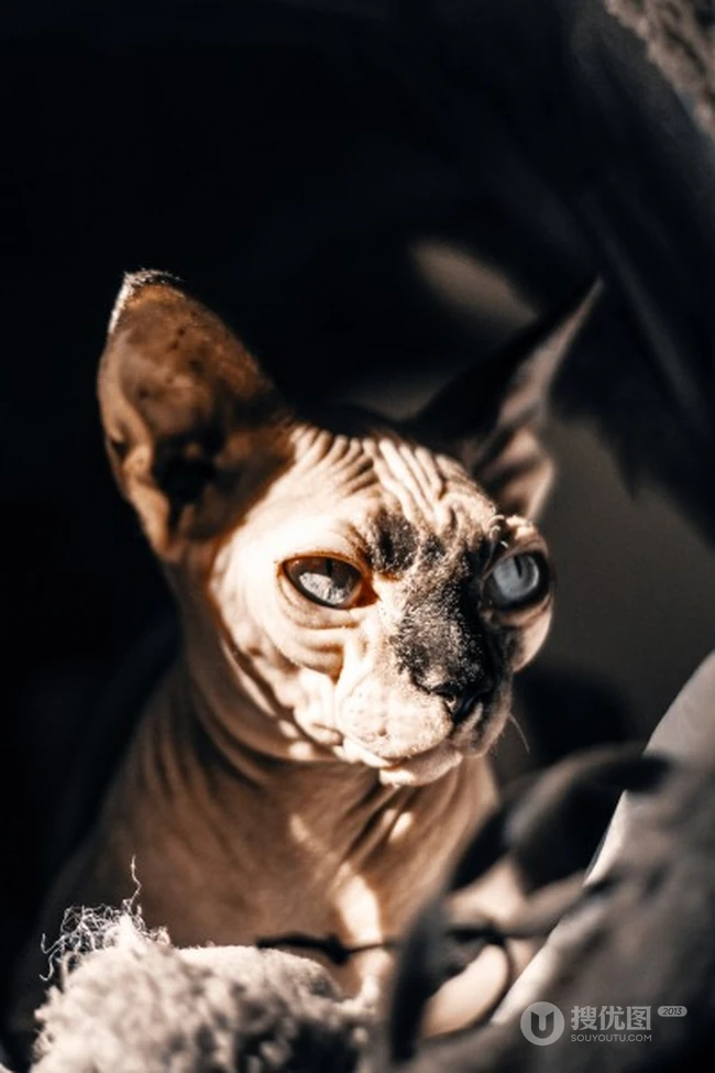 无毛猫，看起来很凶，但性情温顺的加拿大无毛猫图片 第5张
