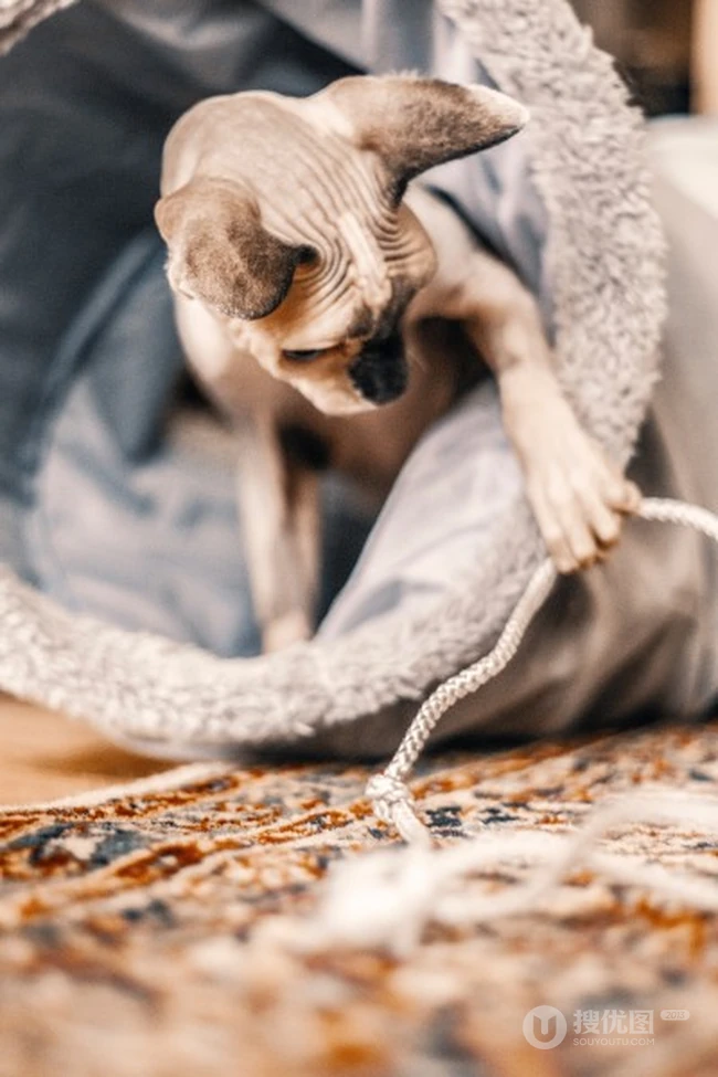 无毛猫，看起来很凶，但性情温顺的加拿大无毛猫图片 第4张
