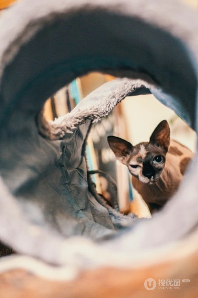 无毛猫，看起来很凶，但性情温顺的加拿大无毛猫图片 第2张