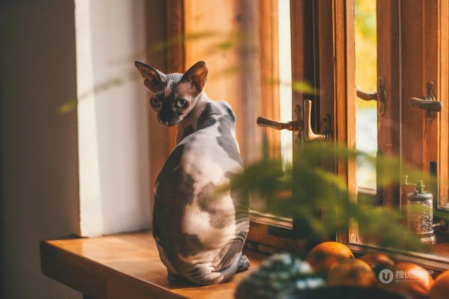 无毛猫，看起来很凶，但性情温顺的加拿大无毛猫图片 第3张