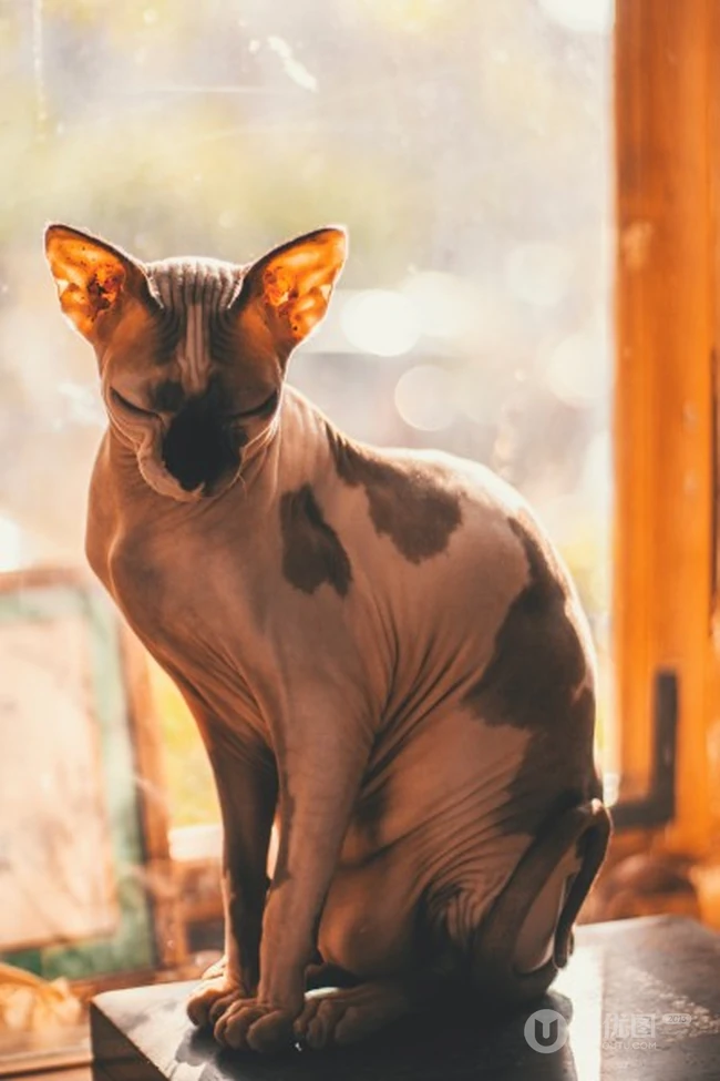 无毛猫，看起来很凶，但性情温顺的加拿大无毛猫图片 第1张