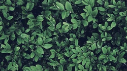 满屏的绿叶看起来很清新的植物护眼壁纸