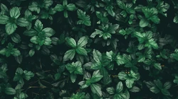 满屏的绿叶看起来很清新的植物护眼壁纸