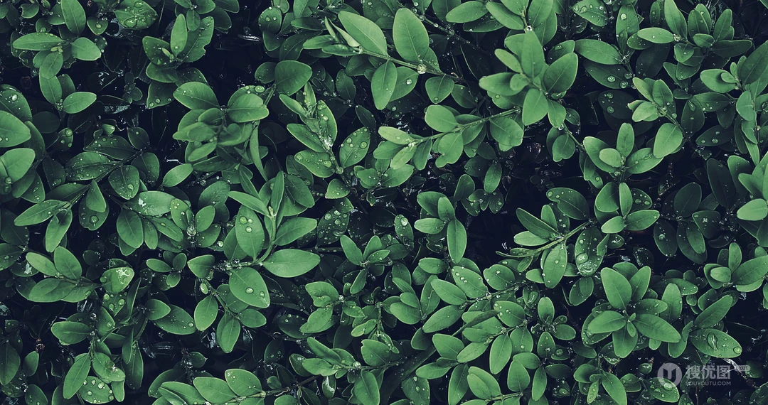 满屏的绿叶看起来很清新的植物护眼壁纸