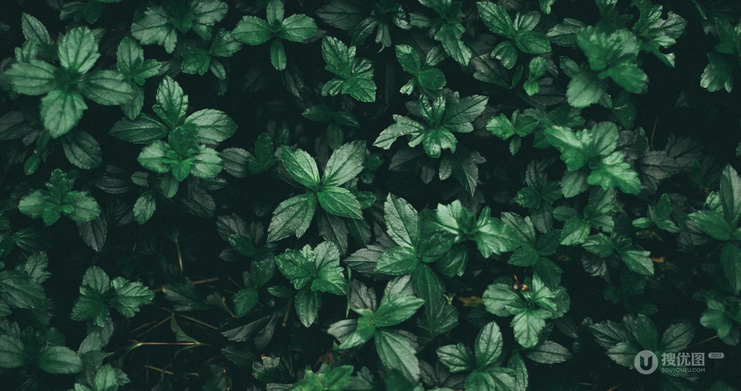 满屏的绿叶看起来很清新的植物护眼壁纸