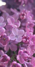 花香浓郁，可提炼芳香油的中国名贵花卉紫丁香花图片