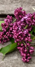花香浓郁，可提炼芳香油的中国名贵花卉紫丁香花图片
