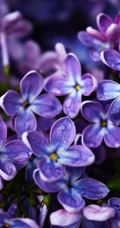 花香浓郁，可提炼芳香油的中国名贵花卉紫丁香花图片