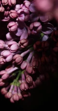 花香浓郁，可提炼芳香油的中国名贵花卉紫丁香花图片