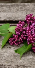 花香浓郁，可提炼芳香油的中国名贵花卉紫丁香花图片