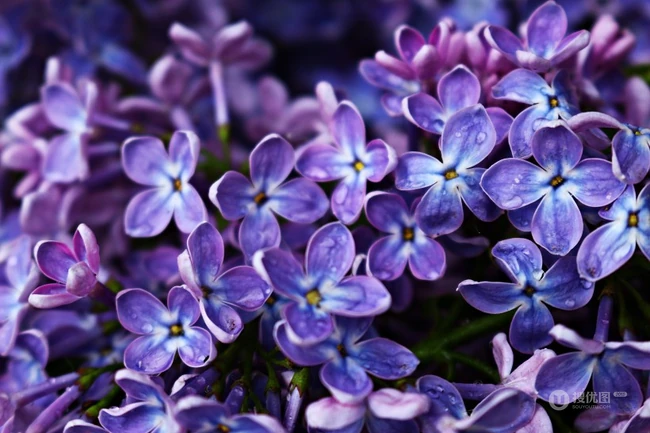 花香浓郁，可提炼芳香油的中国名贵花卉紫丁香花图片