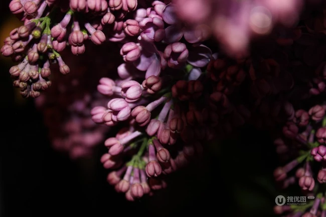 花香浓郁，可提炼芳香油的中国名贵花卉紫丁香花图片