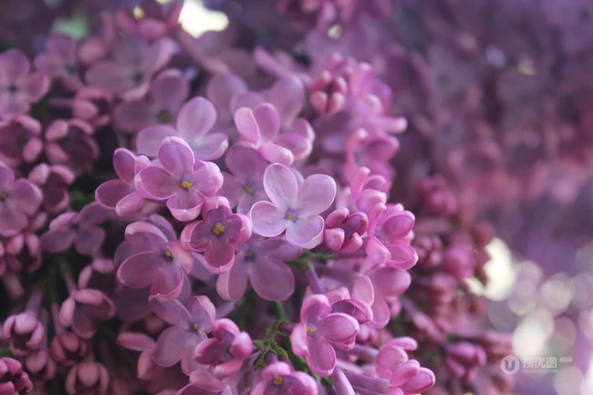 花香浓郁，可提炼芳香油的中国名贵花卉紫丁香花图片