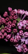 花香浓郁，可提炼芳香油的中国名贵花卉紫丁香花图片