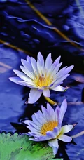 花期6到8月，多种不同颜色，花开艳丽的睡莲 （子午莲）图片