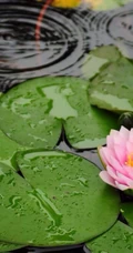 花期6到8月，多种不同颜色，花开艳丽的睡莲 （子午莲）图片
