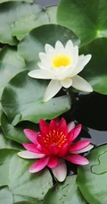 花期6到8月，多种不同颜色，花开艳丽的睡莲 （子午莲）图片