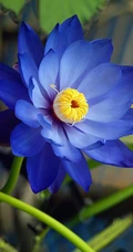 花期6到8月，多种不同颜色，花开艳丽的睡莲 （子午莲）图片