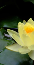 花期6到8月，多种不同颜色，花开艳丽的睡莲 （子午莲）图片
