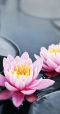 花期6到8月，多种不同颜色，花开艳丽的睡莲 （子午莲）图片