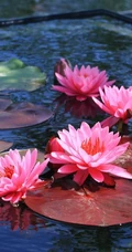花期6到8月，多种不同颜色，花开艳丽的睡莲 （子午莲）图片