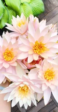 花期6到8月，多种不同颜色，花开艳丽的睡莲 （子午莲）图片