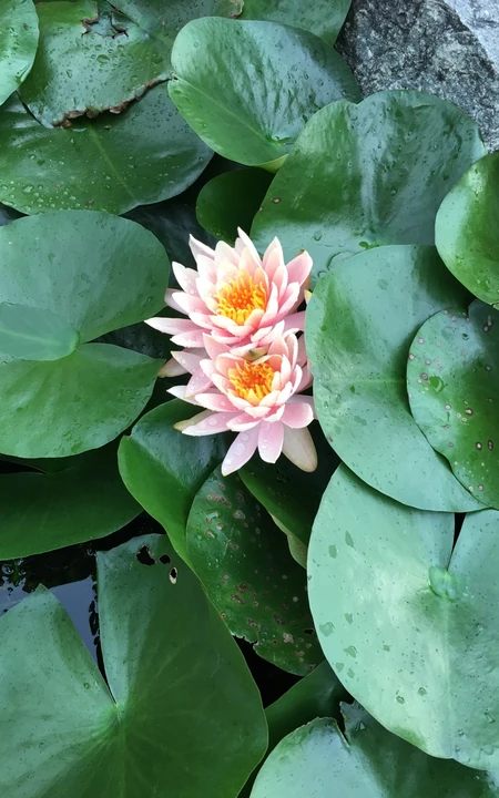 花期6到8月，多种不同颜色，花开艳丽的睡莲 （子午莲）图片