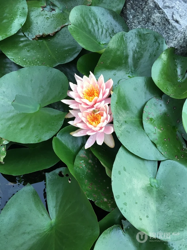 花期6到8月，多种不同颜色，花开艳丽的睡莲 （子午莲）图片