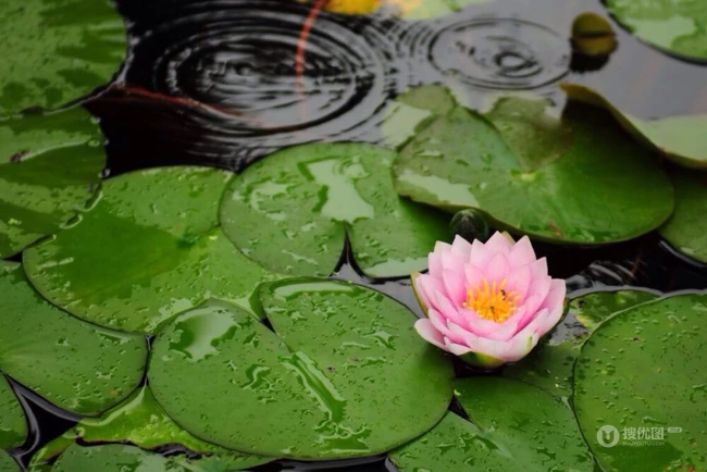 花期6到8月，多种不同颜色，花开艳丽的睡莲 （子午莲）图片