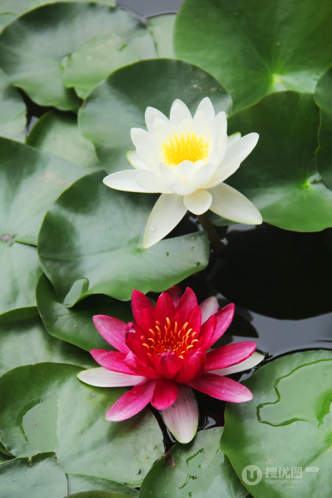 花期6到8月，多种不同颜色，花开艳丽的睡莲 （子午莲）图片