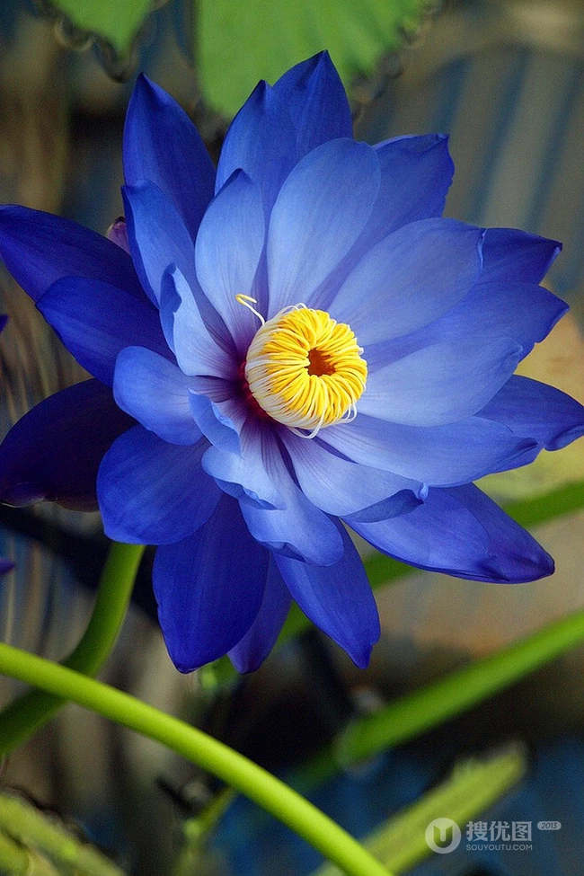 花期6到8月，多种不同颜色，花开艳丽的睡莲 （子午莲）图片