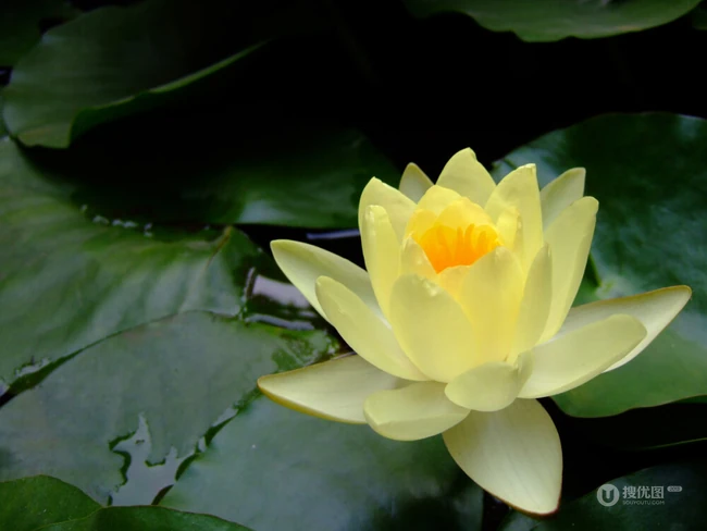 花期6到8月，多种不同颜色，花开艳丽的睡莲 （子午莲）图片