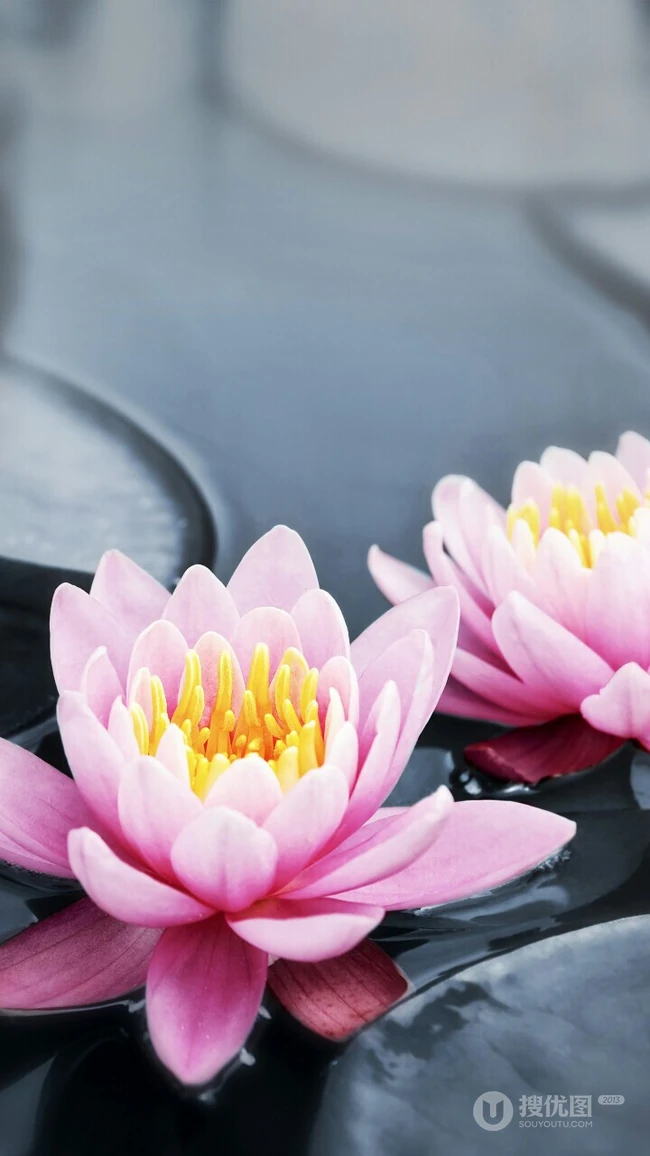 花期6到8月，多种不同颜色，花开艳丽的睡莲 （子午莲）图片