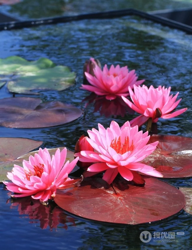 花期6到8月，多种不同颜色，花开艳丽的睡莲 （子午莲）图片