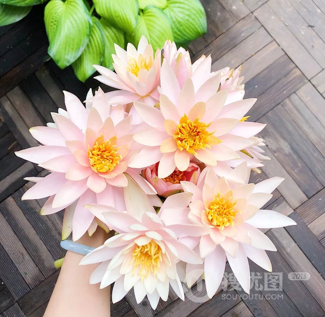 花期6到8月，多种不同颜色，花开艳丽的睡莲 （子午莲）图片