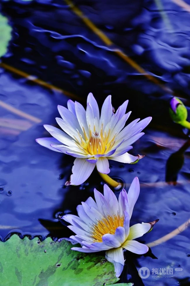 花期6到8月，多种不同颜色，花开艳丽的睡莲 （子午莲）图片