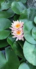花期6到8月，多种不同颜色，花开艳丽的睡莲 （子午莲）图片