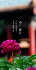 生长在故宫里色泽艳丽的&ldquo;花中之王&rdquo;牡丹花超美带字图片