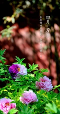 生长在故宫里色泽艳丽的&ldquo;花中之王&rdquo;牡丹花超美带字图片