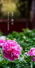 生长在故宫里色泽艳丽的&ldquo;花中之王&rdquo;牡丹花超美带字图片