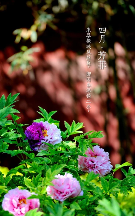 生长在故宫里色泽艳丽的&ldquo;花中之王&rdquo;牡丹花超美带字图片