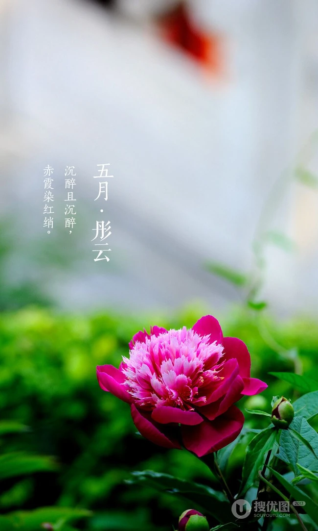 生长在故宫里色泽艳丽的&ldquo;花中之王&rdquo;牡丹花超美带字图片