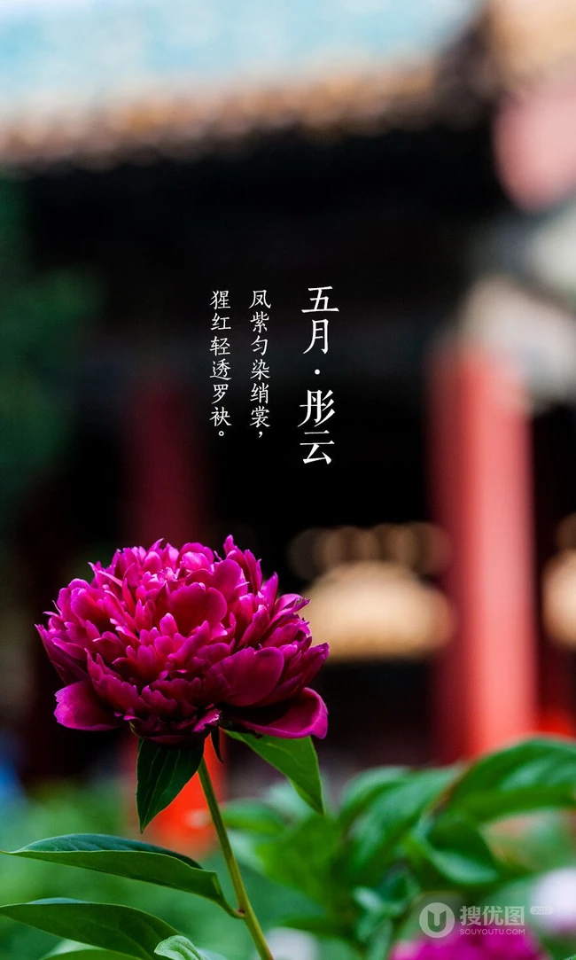 生长在故宫里色泽艳丽的&ldquo;花中之王&rdquo;牡丹花超美带字图片