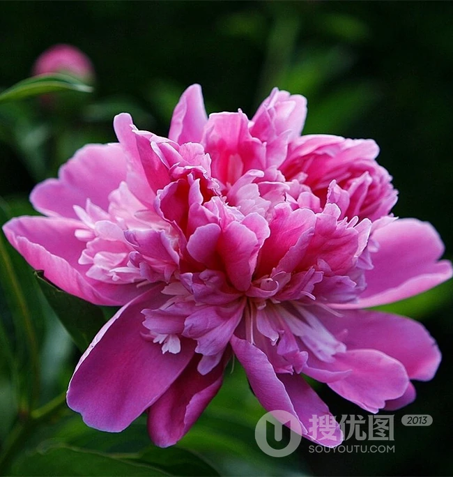 生长在故宫里色泽艳丽的&ldquo;花中之王&rdquo;牡丹花超美带字图片