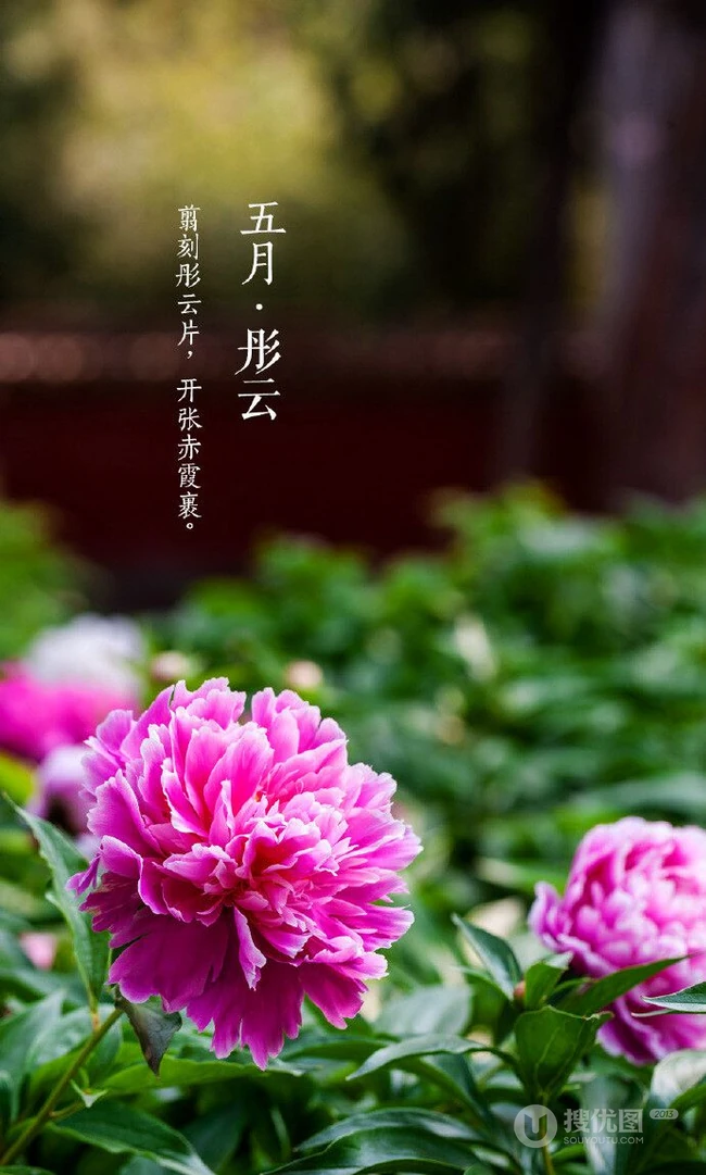 生长在故宫里色泽艳丽的&ldquo;花中之王&rdquo;牡丹花超美带字图片