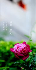 生长在故宫里色泽艳丽的&ldquo;花中之王&rdquo;牡丹花超美带字图片