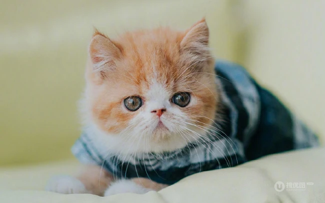 穿格纹衬衫，站在桌子上的呆萌可爱小黄猫咪图片 第7张